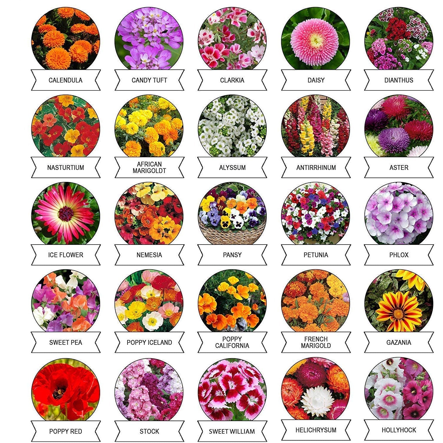 20-in-1 flower seed variety pack for diverse garden plantings