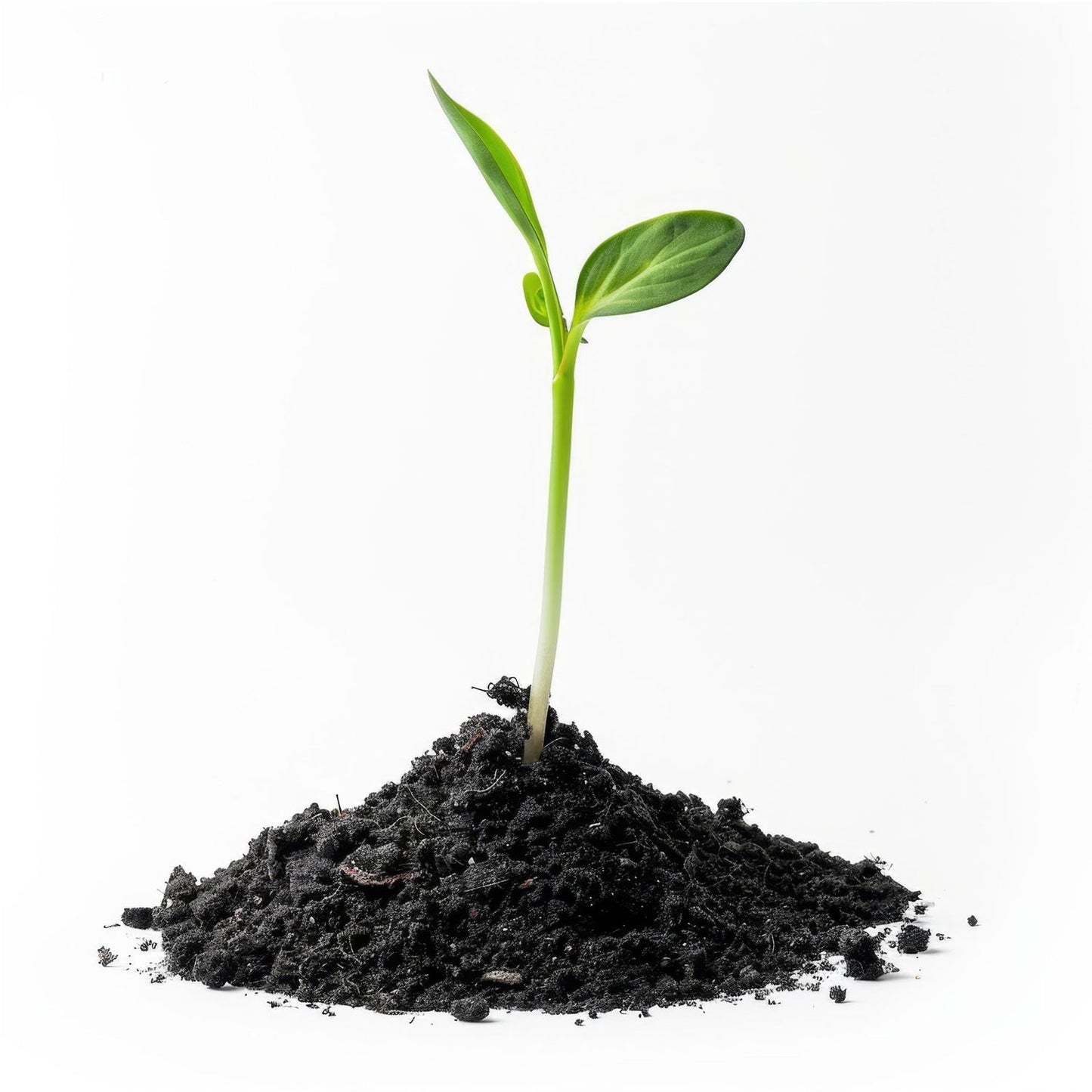 Natural organic vermicompost, providing essential nutrients for thriving plants.