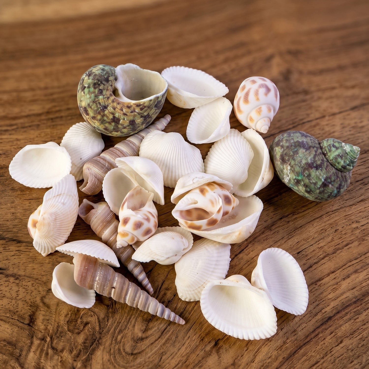 Top-down view of assorted natural decorative seashells for home styling