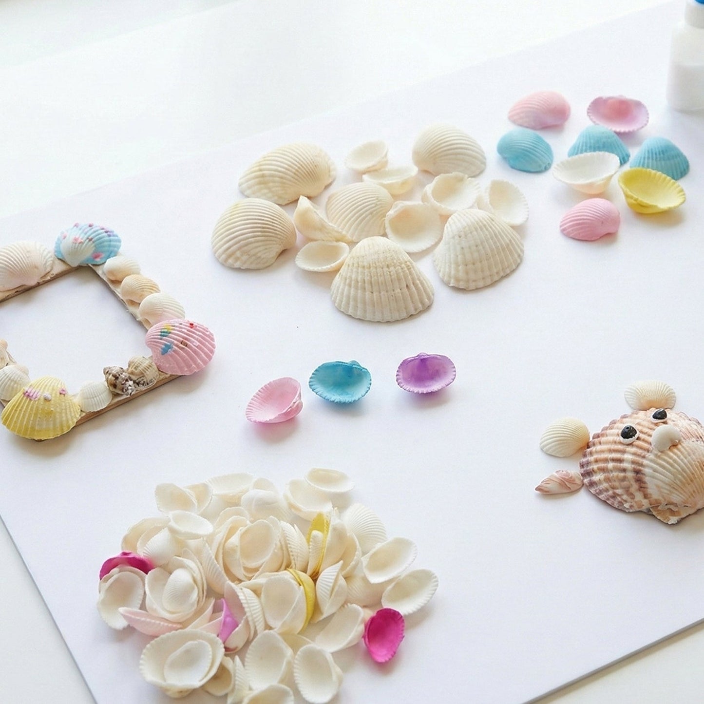 Natural decorative seashells displayed for creative home decor