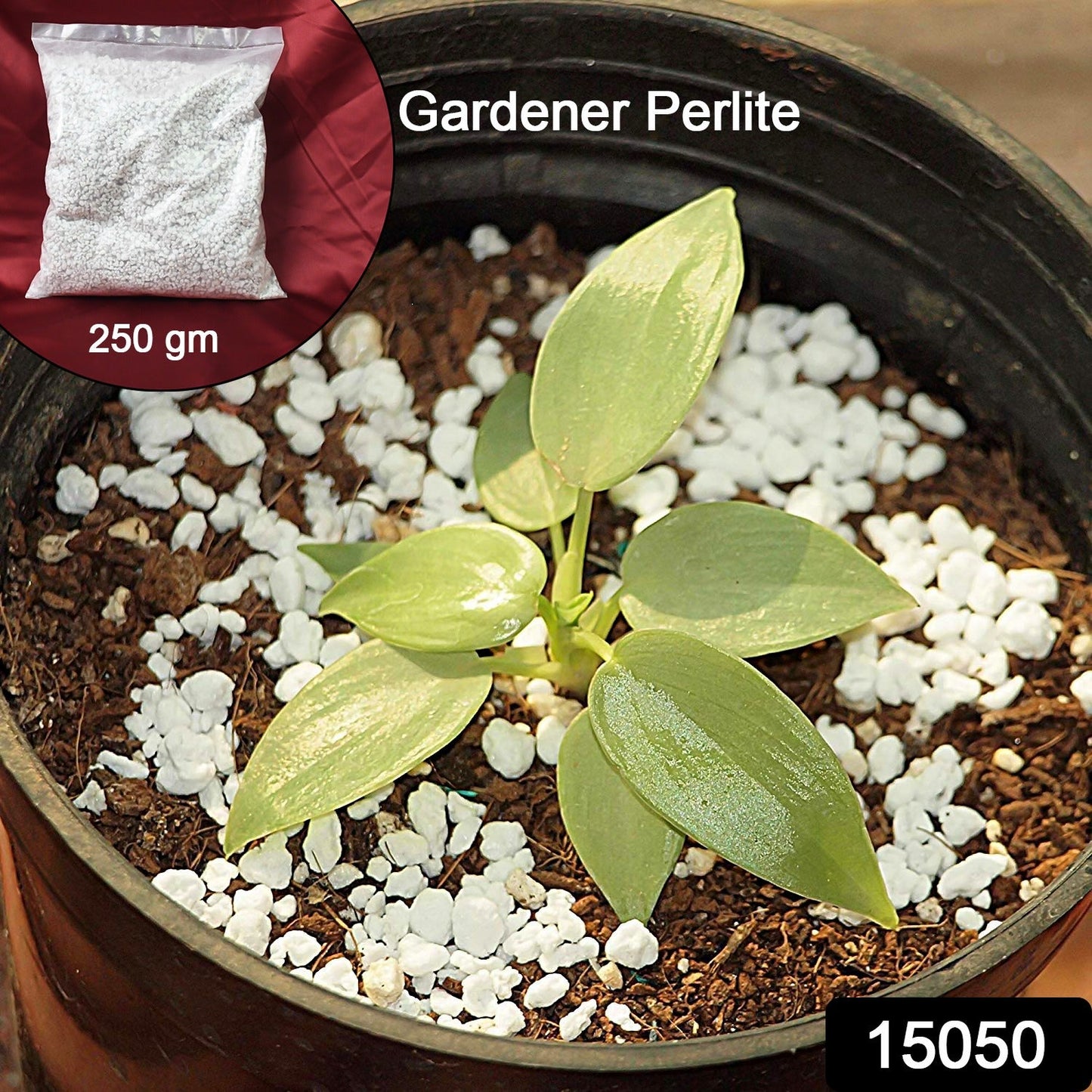 Indo Glow Perlite used in container gardening for improved drainage.